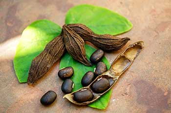 Mucuna Pruriens Ingredient